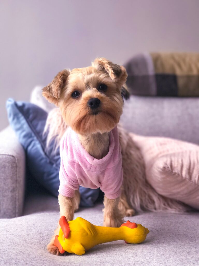 A dog in a pink shirt stands on a gray couch near a rubber chicken toy.