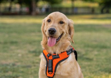 A golden retriever wearing an orange harness sits outside with its tongue out.