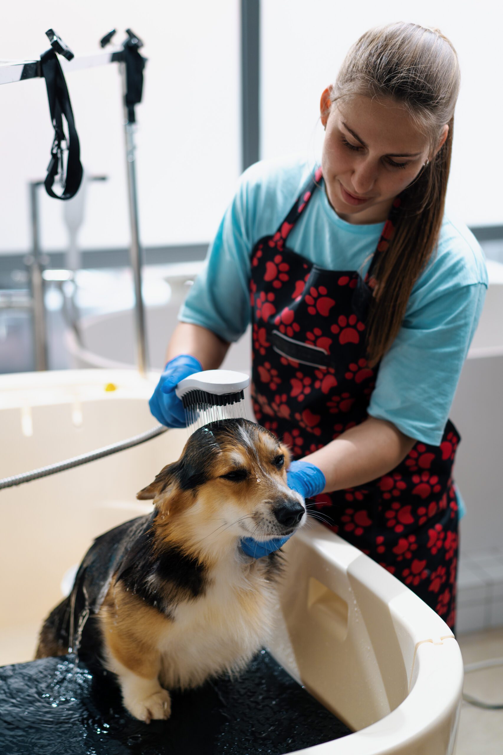 a groomer washes a corgi dog in the bathroom with a special shampoo in a grooming salon pet care hygiene