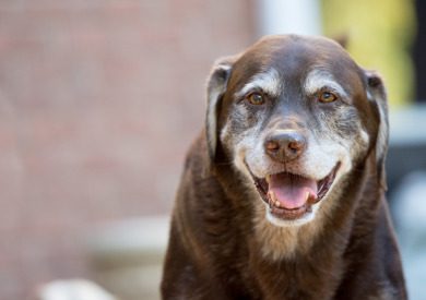 A senior chocolate lab opens its mouth.