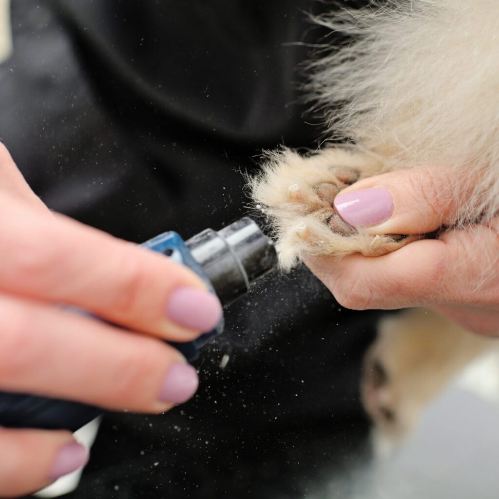 a groomer or veterinarian grinds the claws of a dog in close up.