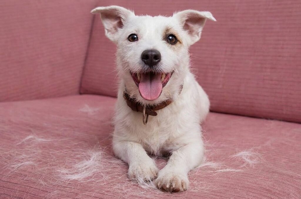Why Coat Type Matters More Than Breed dog grooming near me
