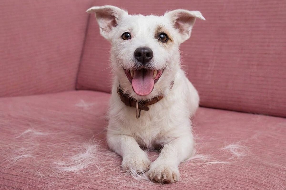 Why Coat Type Matters More Than Breed Why Coat Type Matters More Than Breed