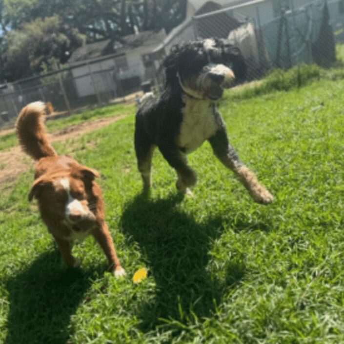 Three dogs run outside on a sunny day.