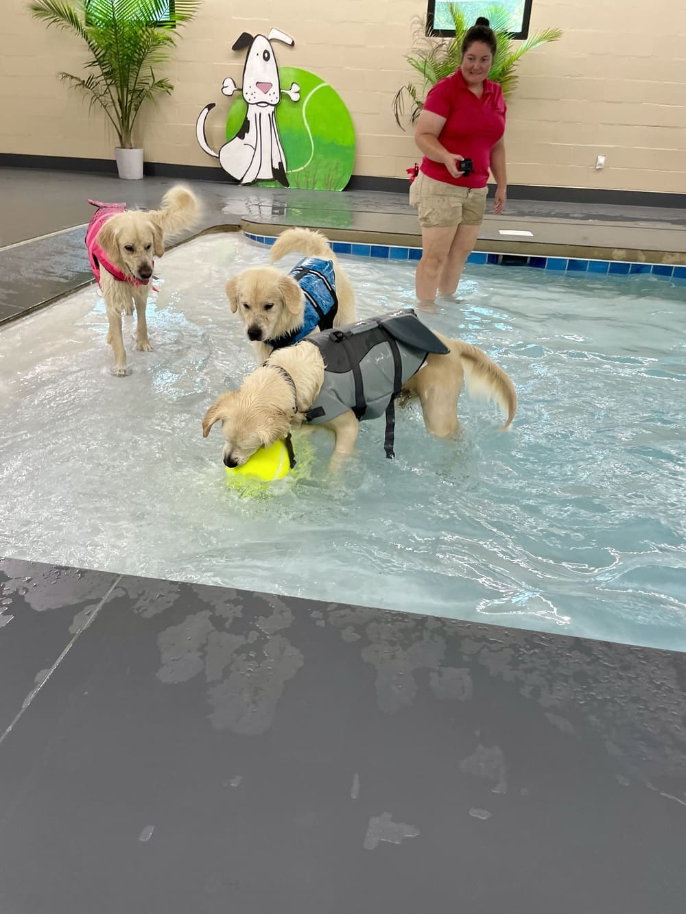 A dog daycare attendant watches as three retrievers in life vests play in a pool.