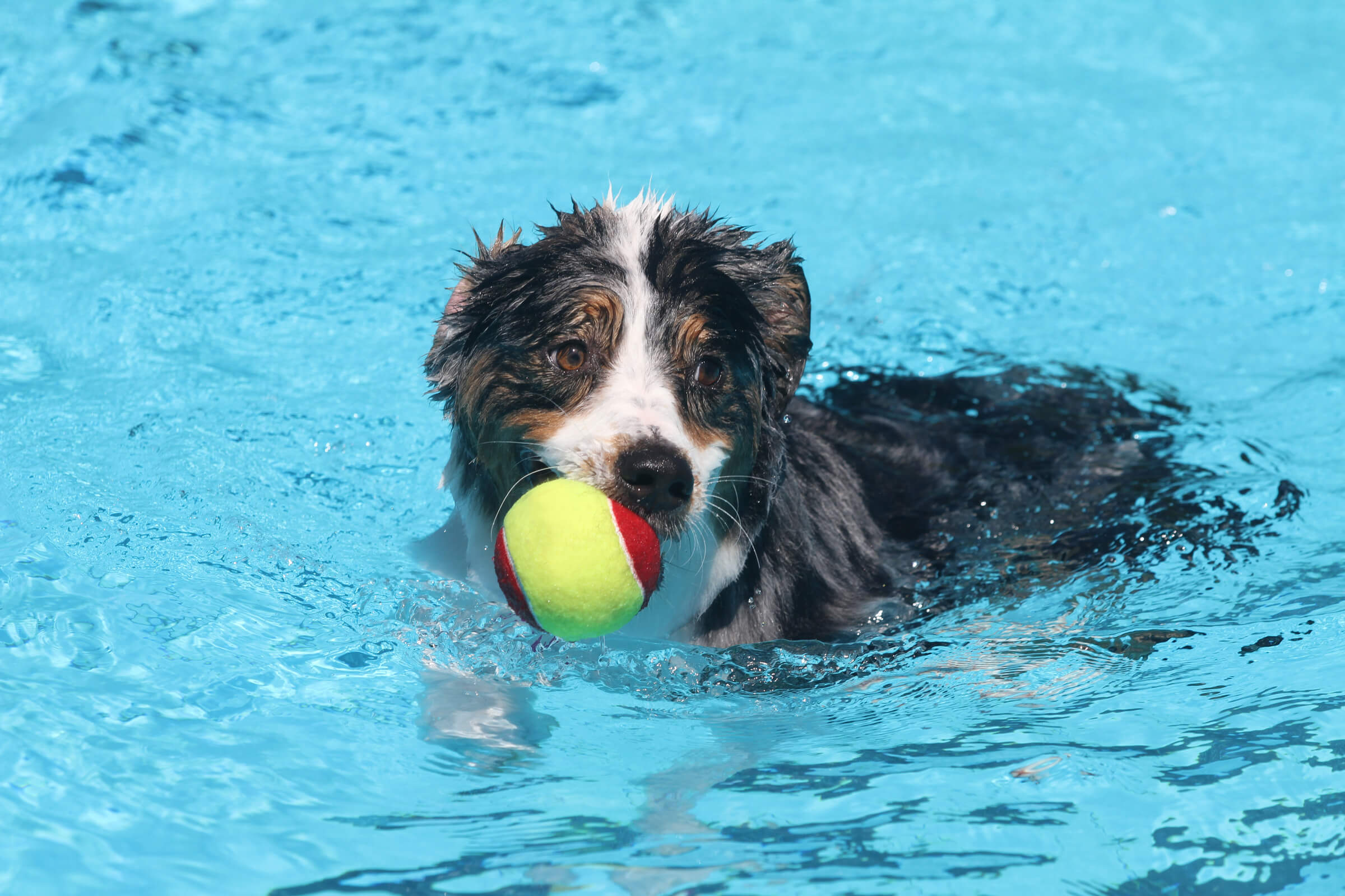 Dog swimming in a pool while holding a tennis ball