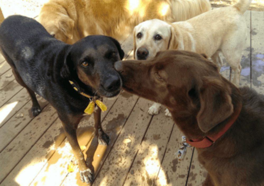 Four large dogs spend time outside on a deck.