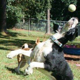 A spaniel leaps to catch a ball.