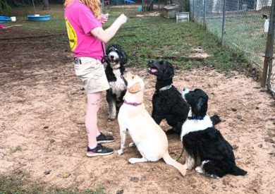 Four dogs sit as they look at a treat in a person's hand.