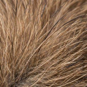 dog grooming topcoat dog grooming topcoat