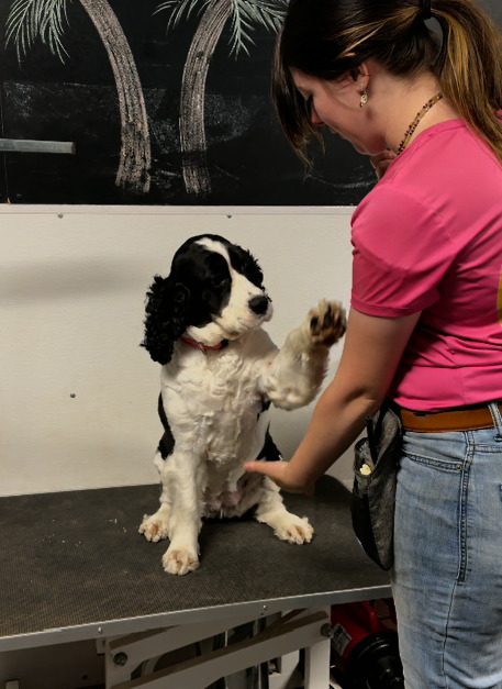 A spaniel holds its paw out to shake a person's hand.