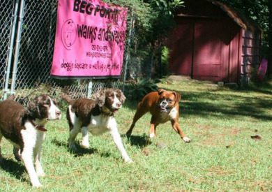 Two spaniels and a boxer run around outside on a sunny day.