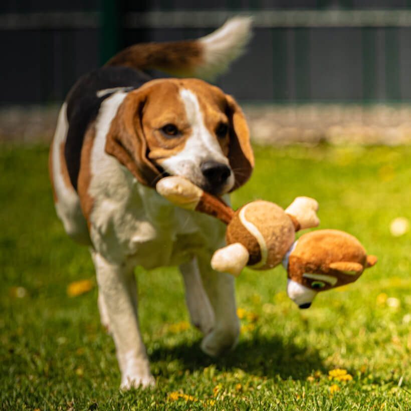 A beagle holding a toy runs behind a terrier outside.
