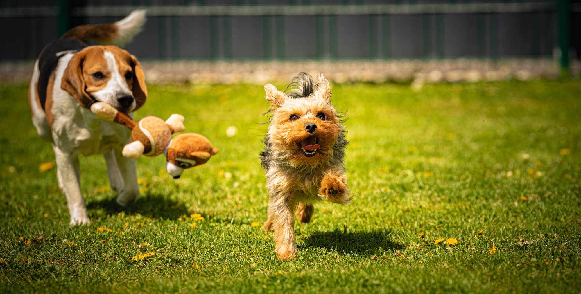 A beagle holding a toy runs behind a terrier outside.