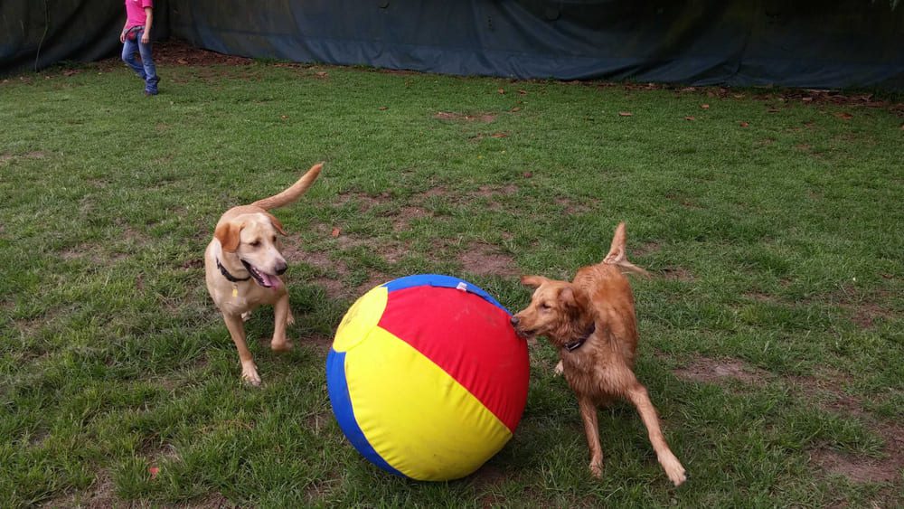Two dogs play with a large multi-colored ball outside.