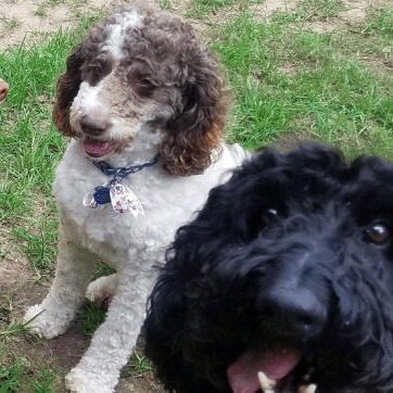 indoor dog daycare