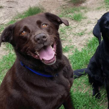 indoor dog daycare