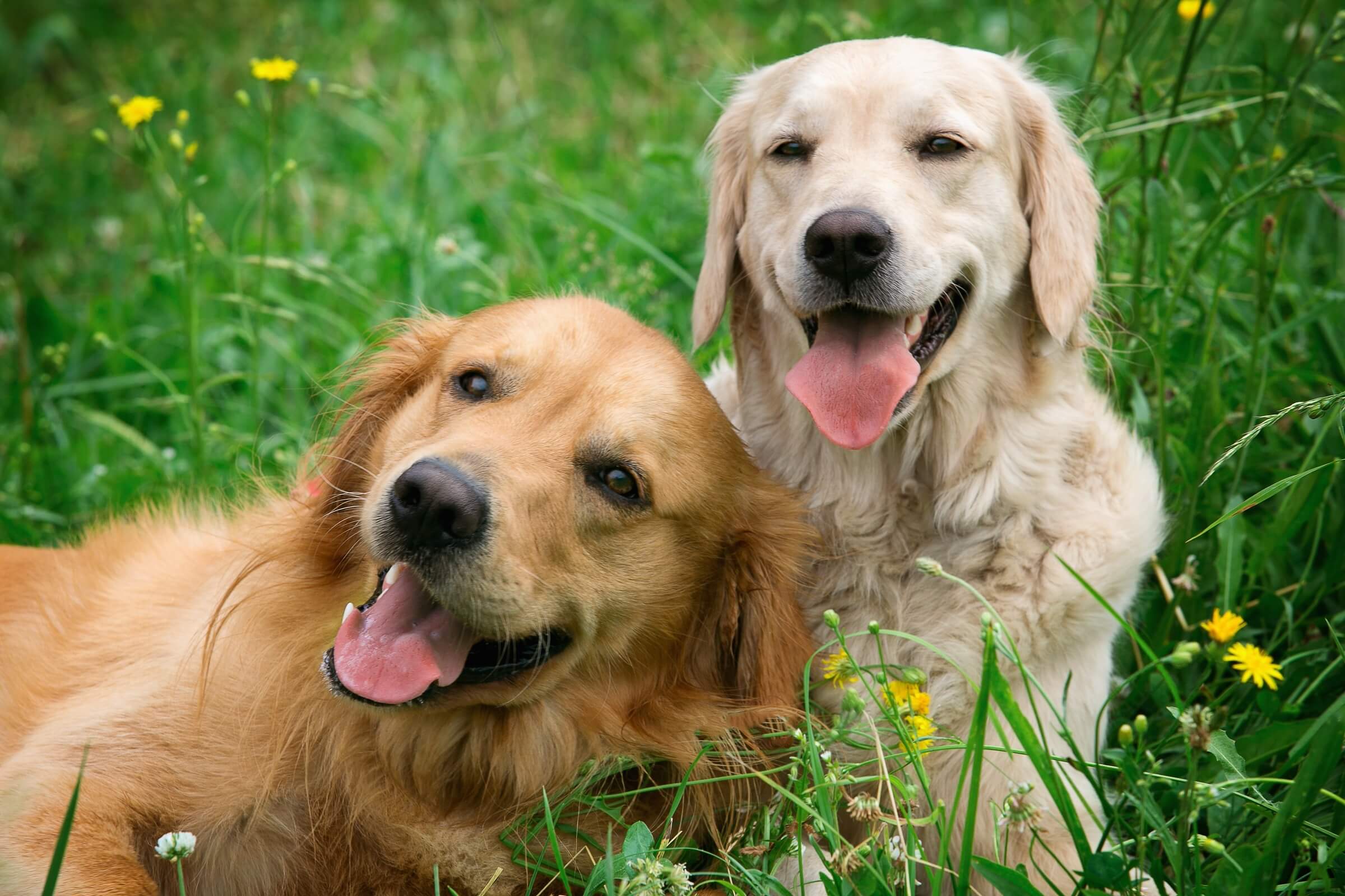 Two golden retrievers sitting together in a grassy field