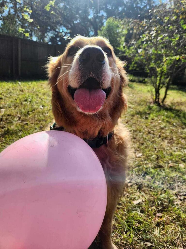 A dog sits near a large, pink ball.