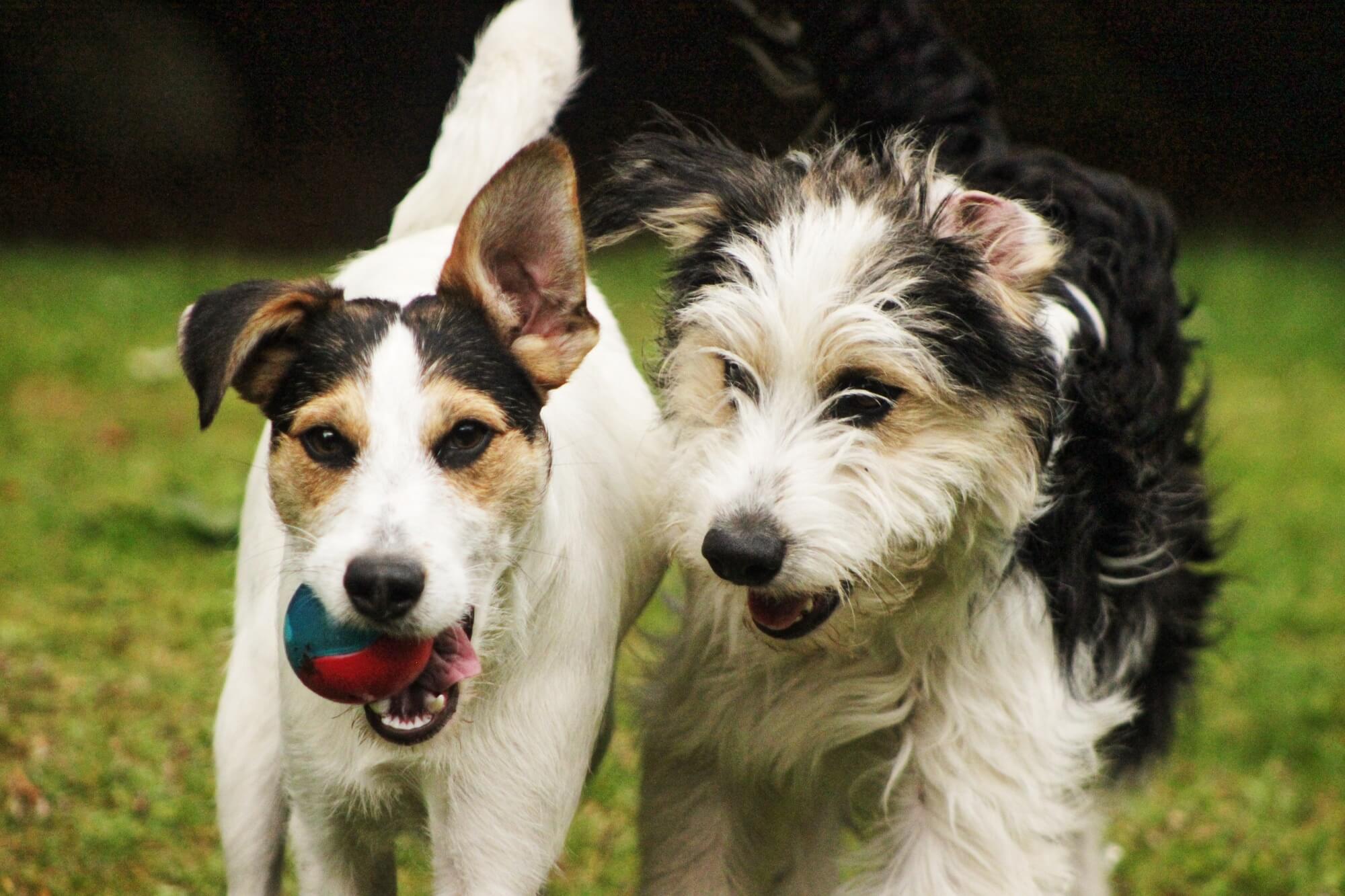 Two small dogs run outside. One of them has a blue and red ball in its mouth.