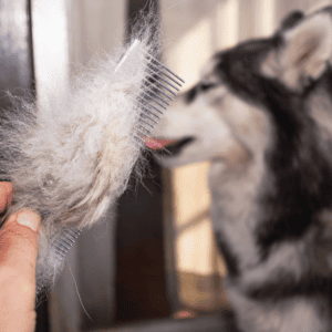 why removing loose undercoat actually matters why removing loose undercoat actually matters