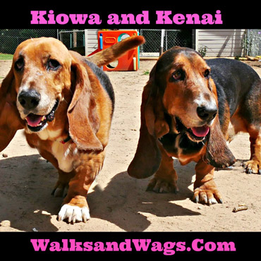 Kiowa & Kenai